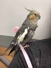 Lost Cockatiel