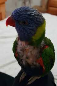 Lost Lory / Lorikeet