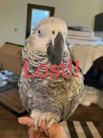 Lost African Grey