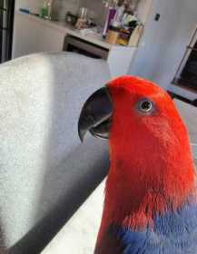 Lost Eclectus