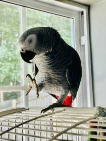 Lost African Grey