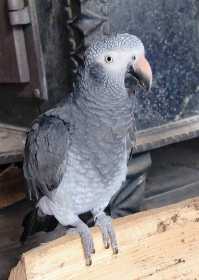 Lost African Grey