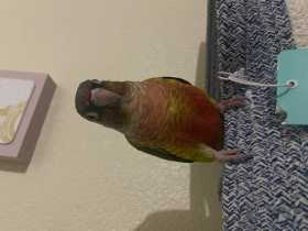 Lost Conure