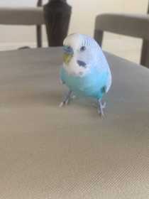 Lost Parakeet