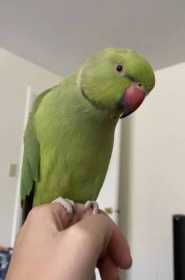 Lost Indian Ringneck Parakeet