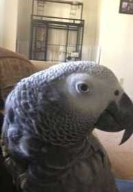 Lost African Grey