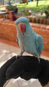 Lost Indian Ringneck Parakeet