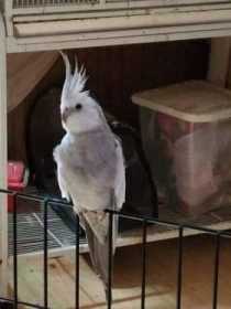 Lost Cockatiel