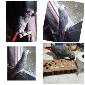 Lost African Grey