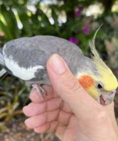 Lost Cockatiel