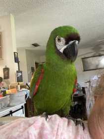 Lost Macaw