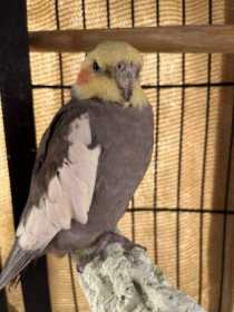 Lost Cockatiel