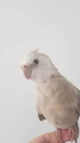 Lost Cockatiel