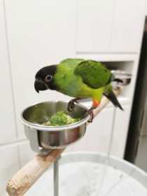 Lost Conure