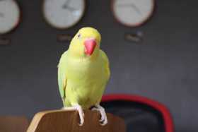 Lost Indian Ringneck Parakeet