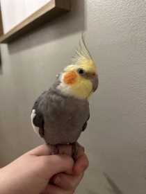 Lost Cockatiel