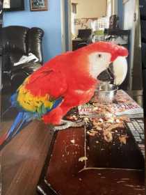 Lost Macaw