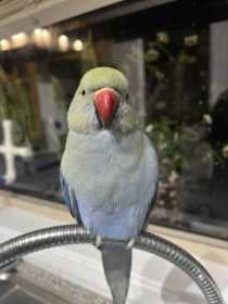 Lost Indian Ringneck Parakeet