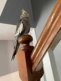 Lost Cockatiel