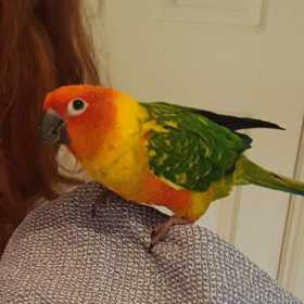 Lost Conure