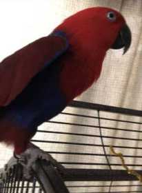 Lost Eclectus