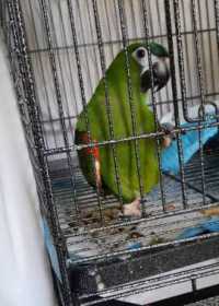 Lost Macaw