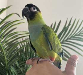 Lost Conure