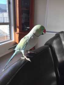 Lost Indian Ringneck Parakeet