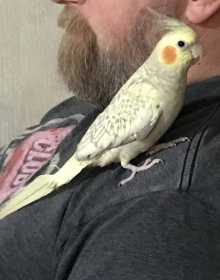 Lost Cockatiel