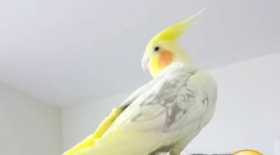 Lost Cockatiel