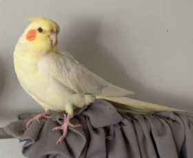 Lost Cockatiel