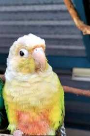 Lost Conure