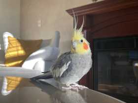 Lost Cockatiel