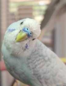 Lost Budgerigar