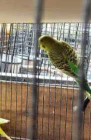 Lost Budgerigar