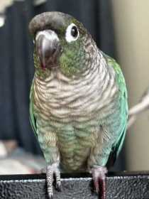 Lost Conure