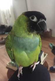 Lost Nanday / Black-Hooded Parakeet