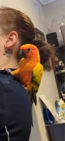 Lost Conure