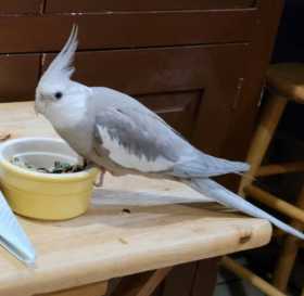 Lost Cockatiel