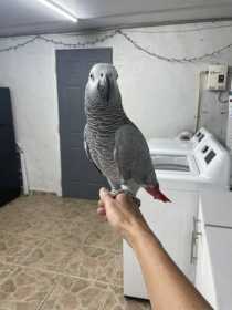 Lost African Grey