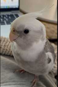 Lost Cockatiel