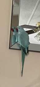 Lost Indian Ringneck Parakeet