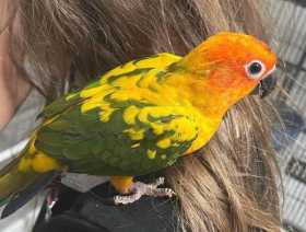 Lost Conure