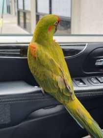 Lost Macaw