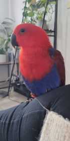 Lost Eclectus