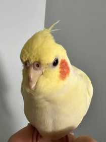 Lost Cockatiel