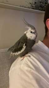 Lost Cockatiel