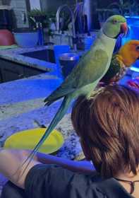 Lost African Ringneck Parakeet