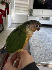 Lost Conure