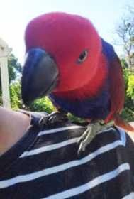 Lost Eclectus